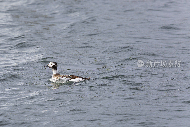 母长尾鸭(Clangula hyemalis)